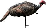 Montana Decoy Turkey Jake